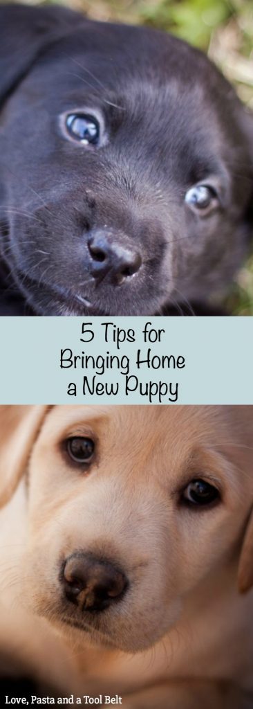 5-Tips-for-Bringing-Home-a-New-Puppy