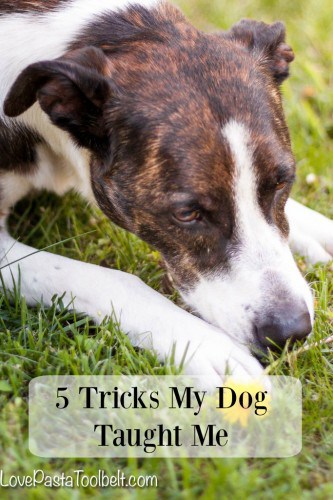 5 Tricks My Dog Taught Me- Love, Pasta and a Tool Belt | dogs | dog love | pets | pet care | #FeedtheFriendship #ad #CG