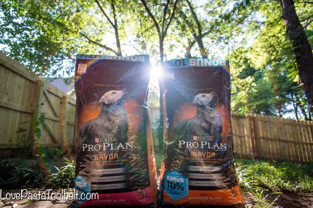 The sun is shining and the temperatures are rising and I've got 7 Summer Activities for Your Dog (and you too) #ad #PawstoSavor
