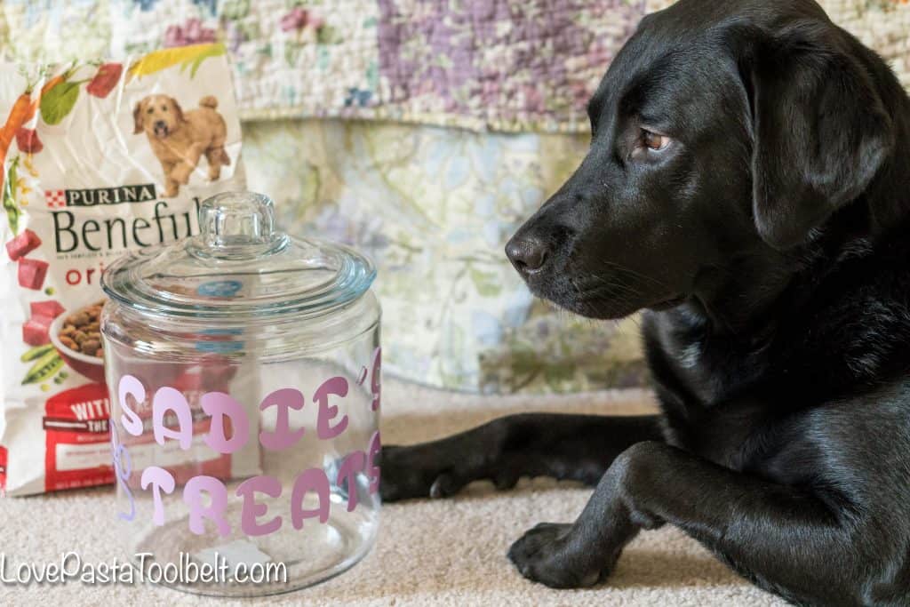 Give your pet a little extra love with this DIY Personalized Dog Treat Jar