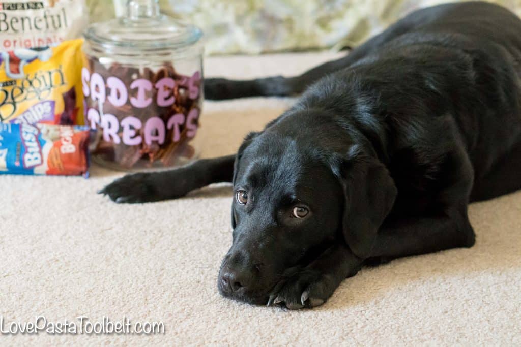 Give your pet a little extra love with this DIY Personalized Dog Treat Jar