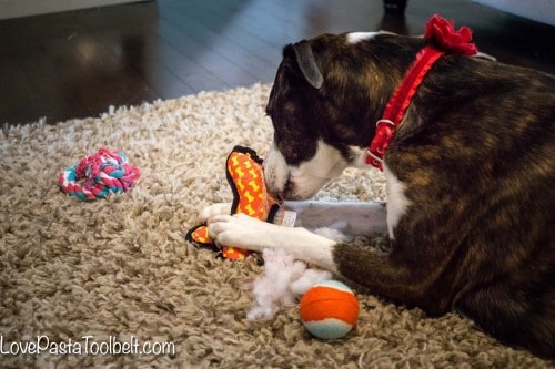 Stocking Stuffer Ideas for Your Dog - Love, Pasta, and a Tool Belt