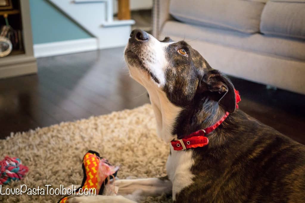 Don't forget your pup this Christmas with these Stocking Stuffer Ideas for Your Dog- Love, Pasta and a Tool Belt #ad #ClausandPaws | Dog ideas | Dog treats | Stocking Stuffers | Gift Ideas | Gifting |