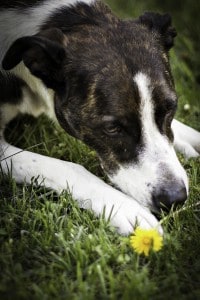 Medications for Pets at Walgreens #WalgreensRX #shop #cbias