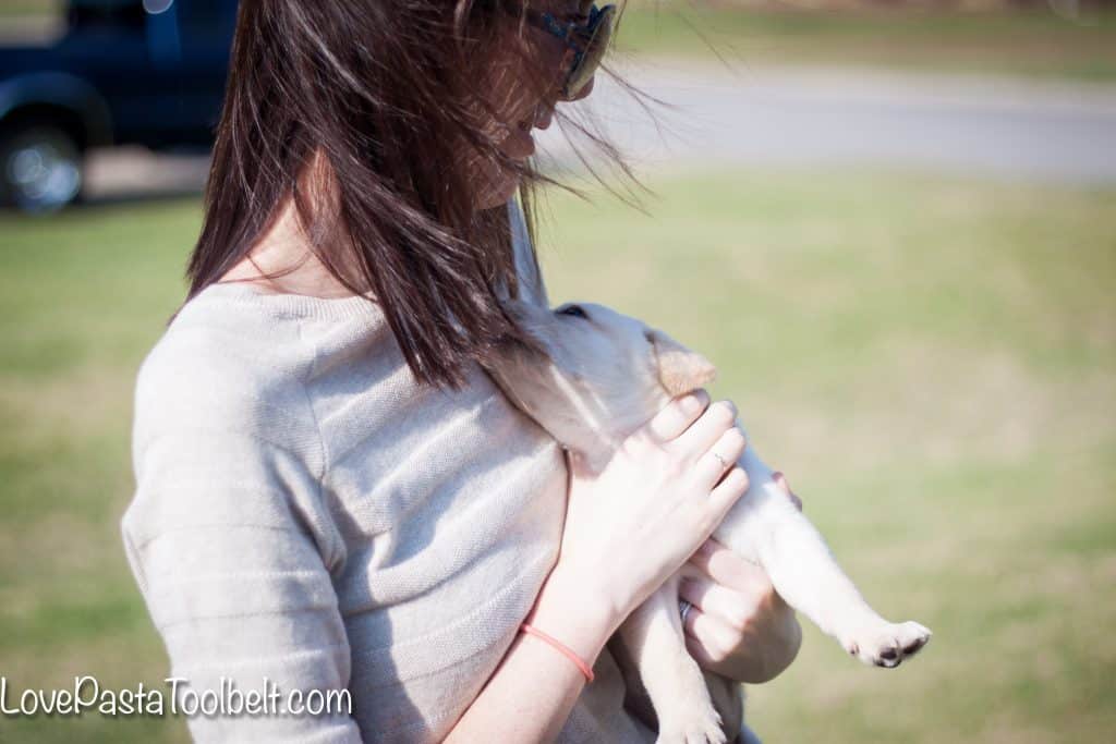 5-Tips-for-Bringing-Home-a-New-Puppy