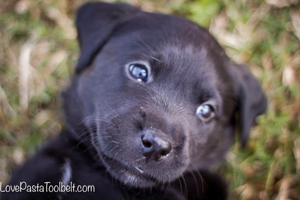 5-Tips-for-Bringing-Home-a-New-Puppy