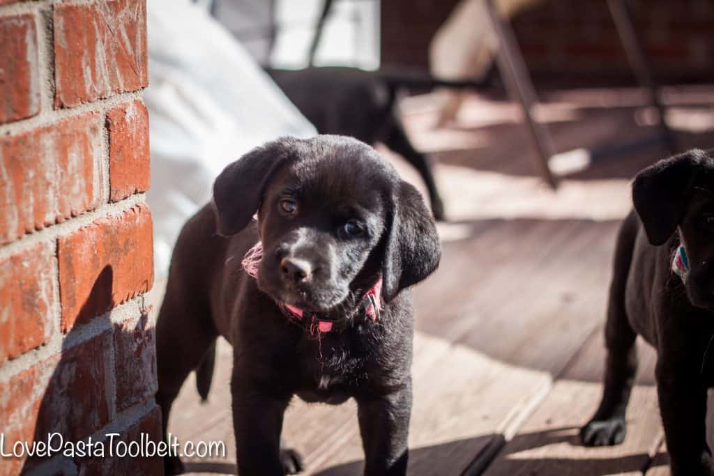 5-Tips-for-Bringing-Home-a-New-Puppy