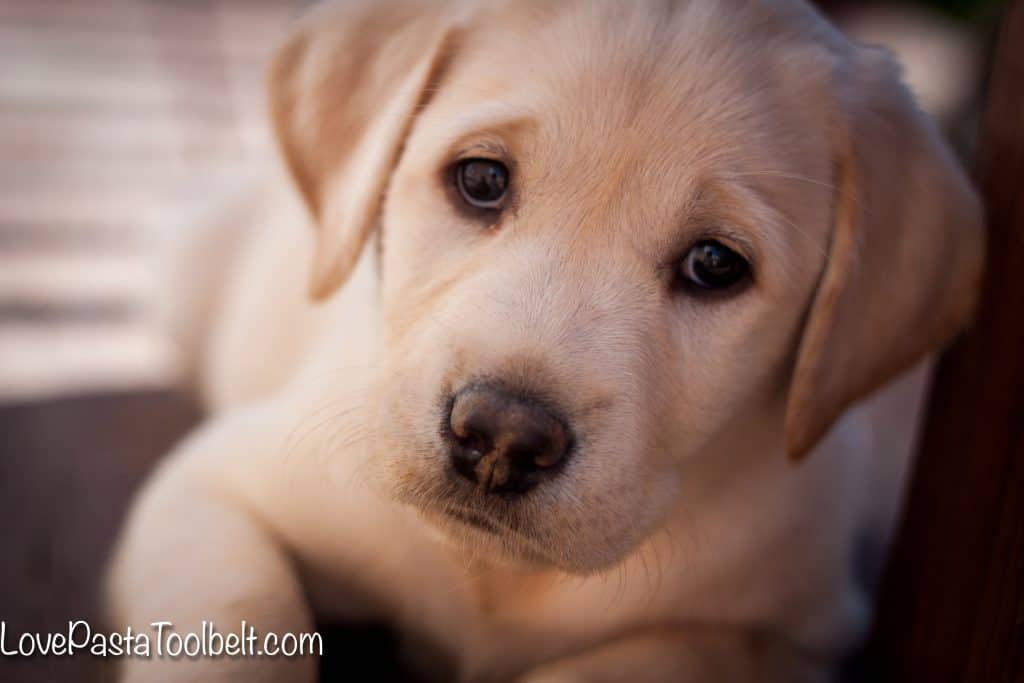 5-Tips-for-Bringing-Home-a-New-Puppy