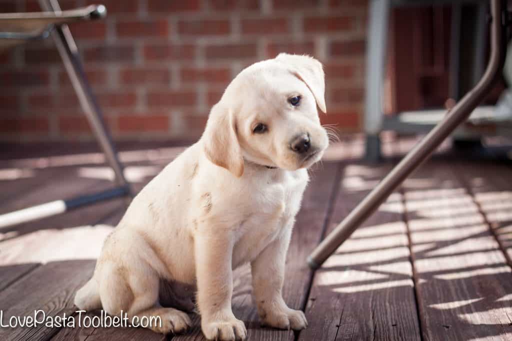 5-Tips-for-Bringing-Home-a-New-Puppy