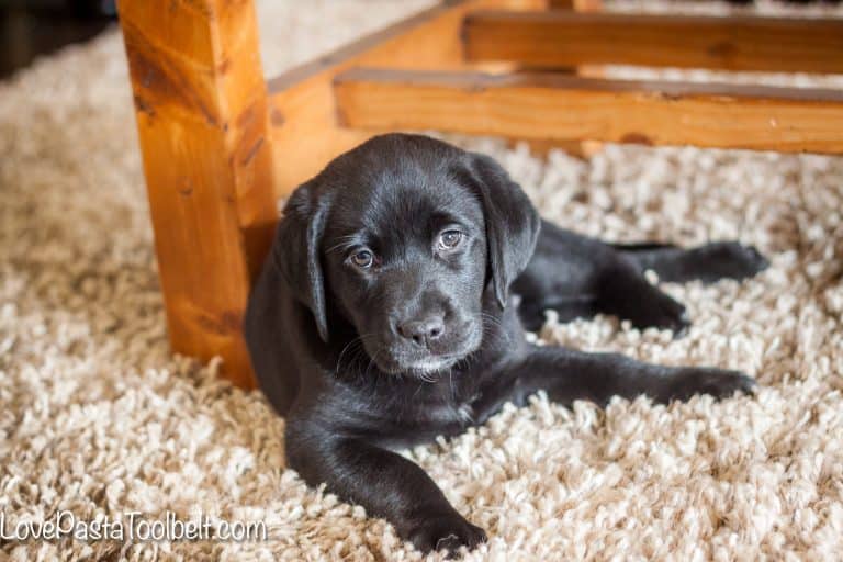 best tips for bringing a new puppy home