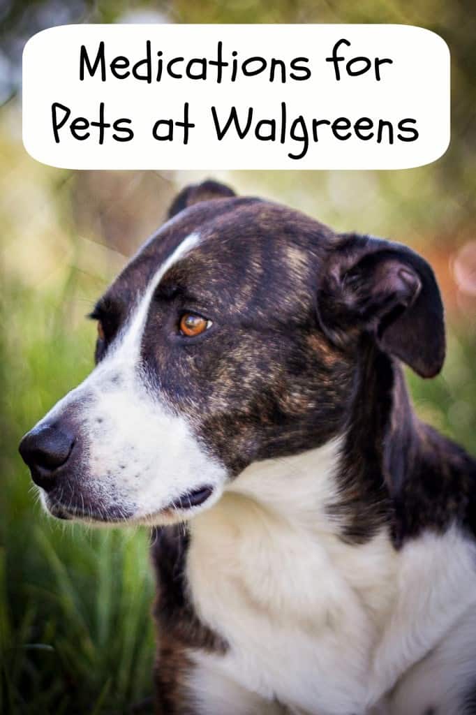 Medications for Pets at Walgreens #WalgreensRX #shop #cbias http://www.walgreens.com/topic/promotion/petrx.jsp?ext=blogcb_petrx