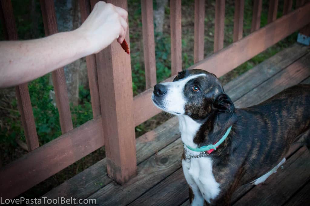 #ad Pet Safety with Nudges- Love, Pasta and a Tool Belt #shop #NudgesMoments #cbias