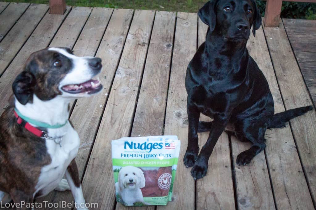 #ad Pet Safety with Nudges- Love, Pasta and a Tool Belt #shop #NudgesMoments #cbias