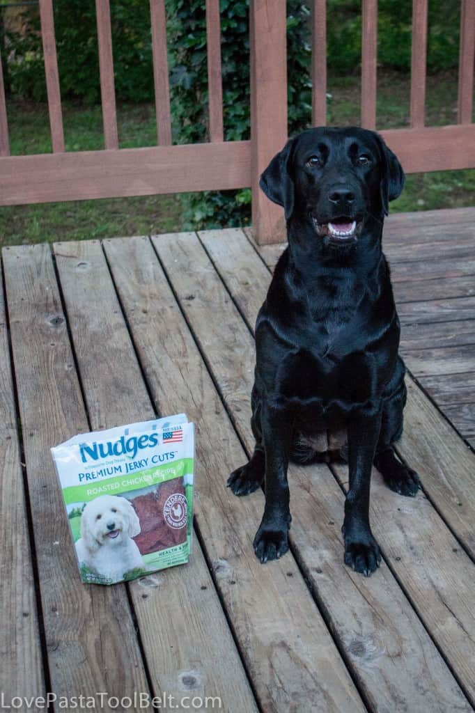 #ad Pet Safety with Nudges- Love, Pasta and a Tool Belt #shop #NudgesMoments #cbias