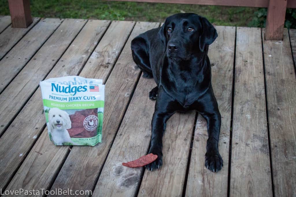 #ad Pet Safety with Nudges- Love, Pasta and a Tool Belt #shop #NudgesMoments #cbias