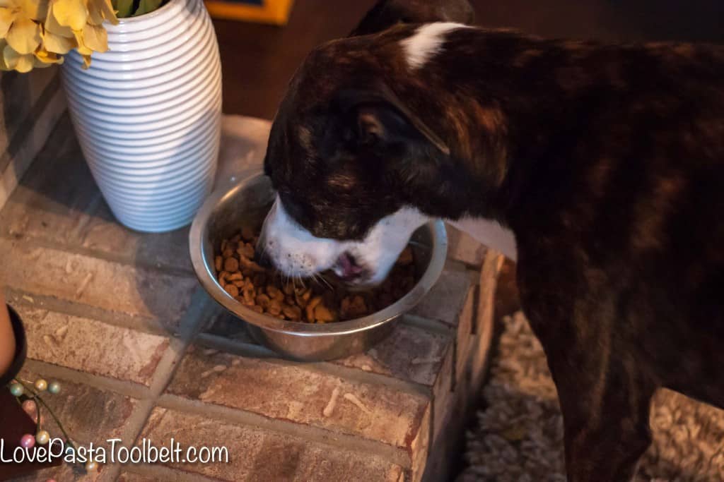 Today we're talking about Feeding a Picky Dog with Rachael Ray Nutrish: Zero Grain Dog Food- Love, Pasta and a Tool Belt | dog ideas | dog tips | dog food | #NutrishZeroGrain #sponsored